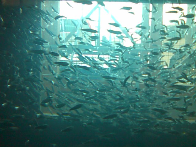 アクアマリンうおのぞき、小名浜魚市場祭り_e0068696_1829276.jpg