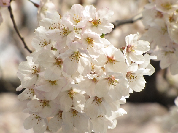 桜2010　前編_f0033598_15515991.jpg