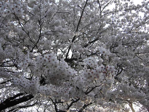 c0184800_15524157.jpg