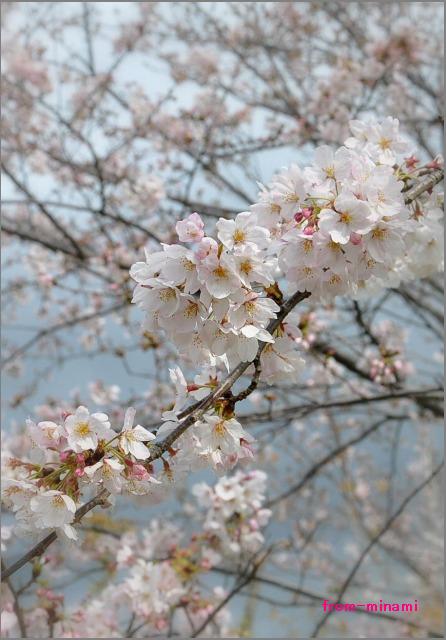 sakura sakura Ⅴ_e0184300_23581729.jpg