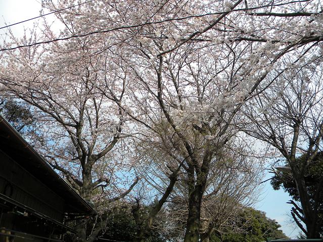 e0080201_834353.jpg