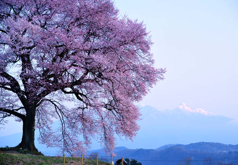 わに塚の桜・・_a0044202_1940473.jpg