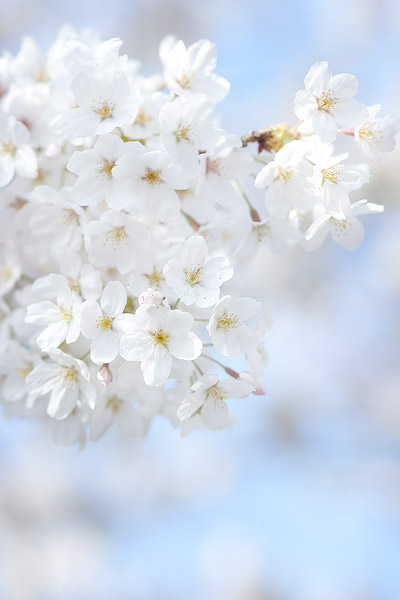 桜 ： 哲学の道_c0034905_1525121.jpg