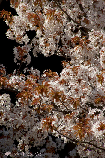 c0218407_23405014.jpg