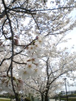 a0090208_22555050.jpg
