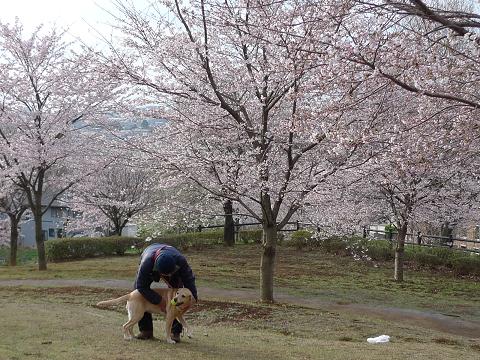 春の丘のかえで_e0028708_22403783.jpg