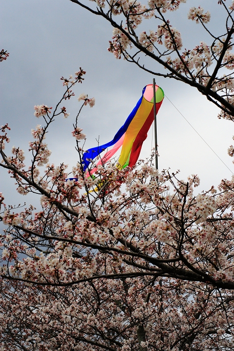 ちゃけわんわんの蓮華寺池お花見_f0072008_3161376.jpg