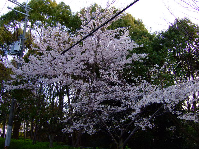 f0152308_2023402.jpg