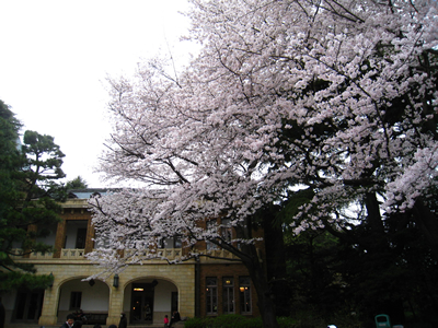 2010 Hanami_f0033510_21121313.jpg