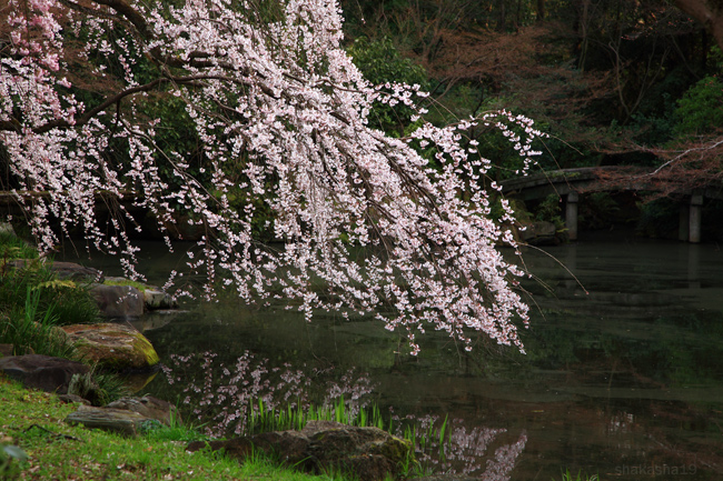 京都御苑１_f0181310_18391670.jpg