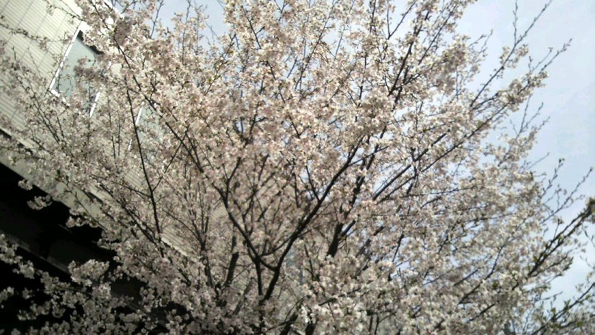 夙川_f0228011_10393912.jpg