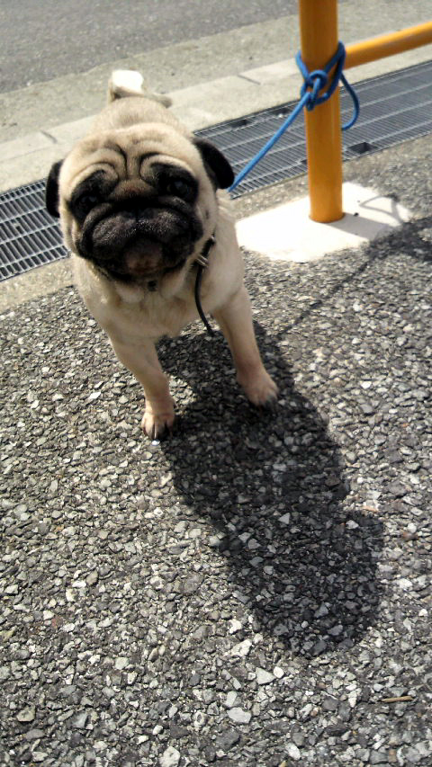夙川_f0228011_10395284.jpg