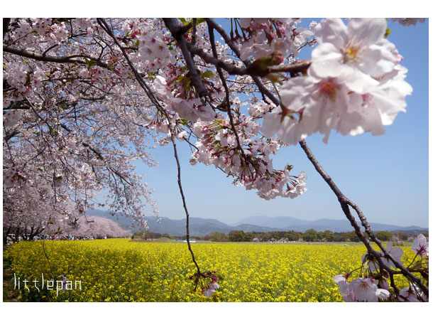 ●満開の桜_f0174914_1014465.jpg