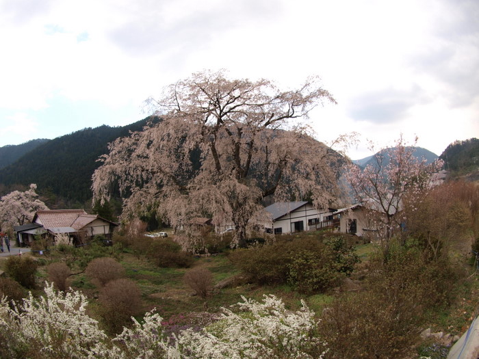 湯の山の枝垂桜。。_c0116915_23592519.jpg