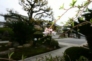 2010年 しだれ桜プロジェクト再開 【その８】_c0170415_6243984.jpg