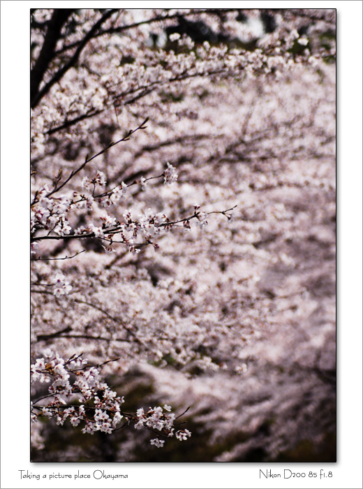 sakura #011_c0174120_22535535.jpg