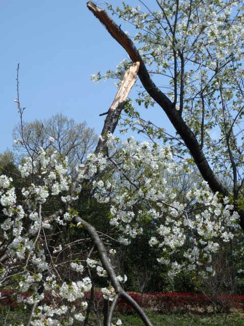 花見、山登り_e0136620_2072684.jpg