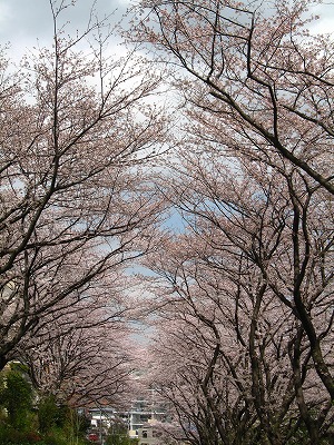 週末、桜を満喫！_a0111621_1021259.jpg