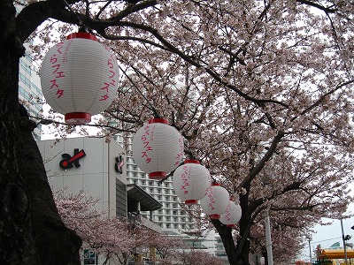 週末、桜を満喫！_a0111621_10455091.jpg