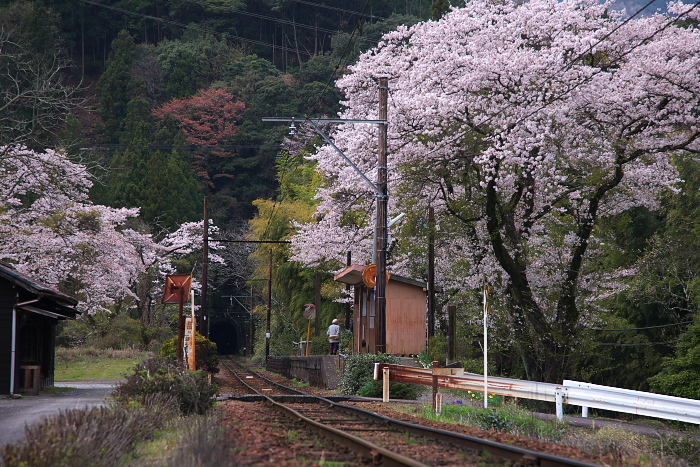 青部駅の桜が見たくて 春の大井川鉄道 駿河色ってどんな色