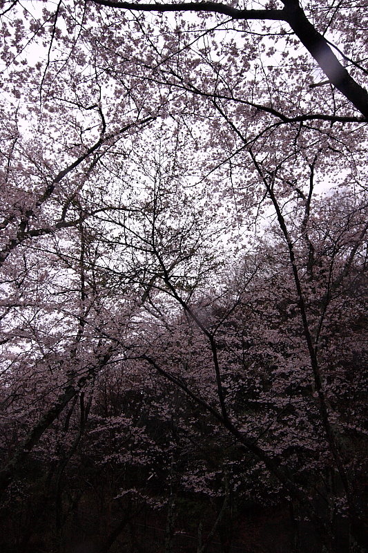 水源公園の桜_e0168321_2165688.jpg