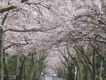 今年の桜見_f0161122_15391724.jpg