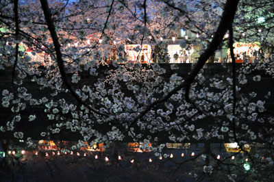 桜を見に_d0102523_0325340.jpg