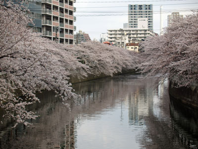 桜～目黒川沿い_f0055024_3493894.jpg