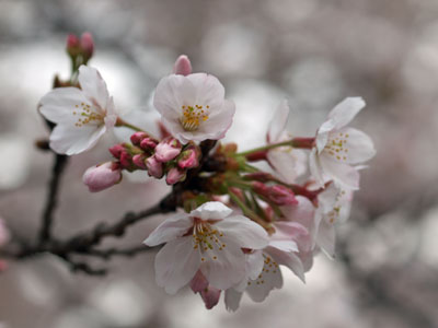 桜～目黒川沿い_f0055024_455611.jpg