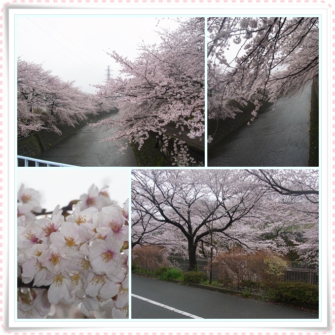 町田市成瀬界隈の桜_a0058425_22325998.jpg