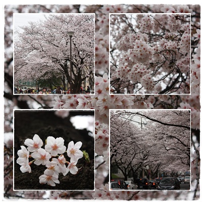 お花見_c0141025_21215733.jpg