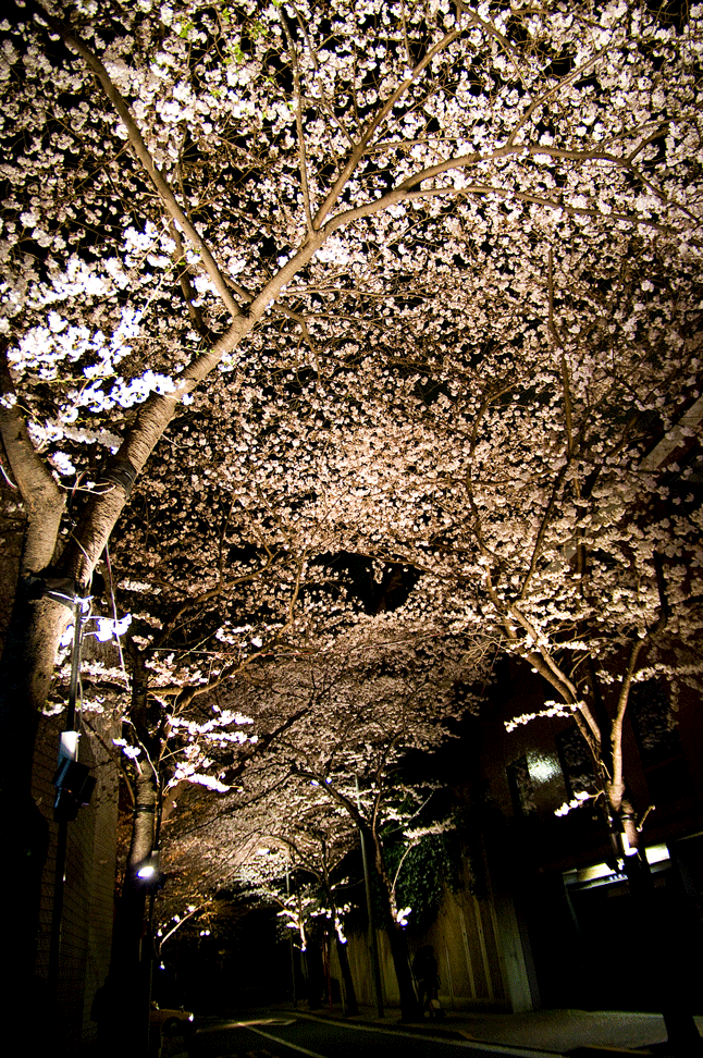 夜桜を愉しむ（桜坂・東京都港区）_c0223825_0125979.gif