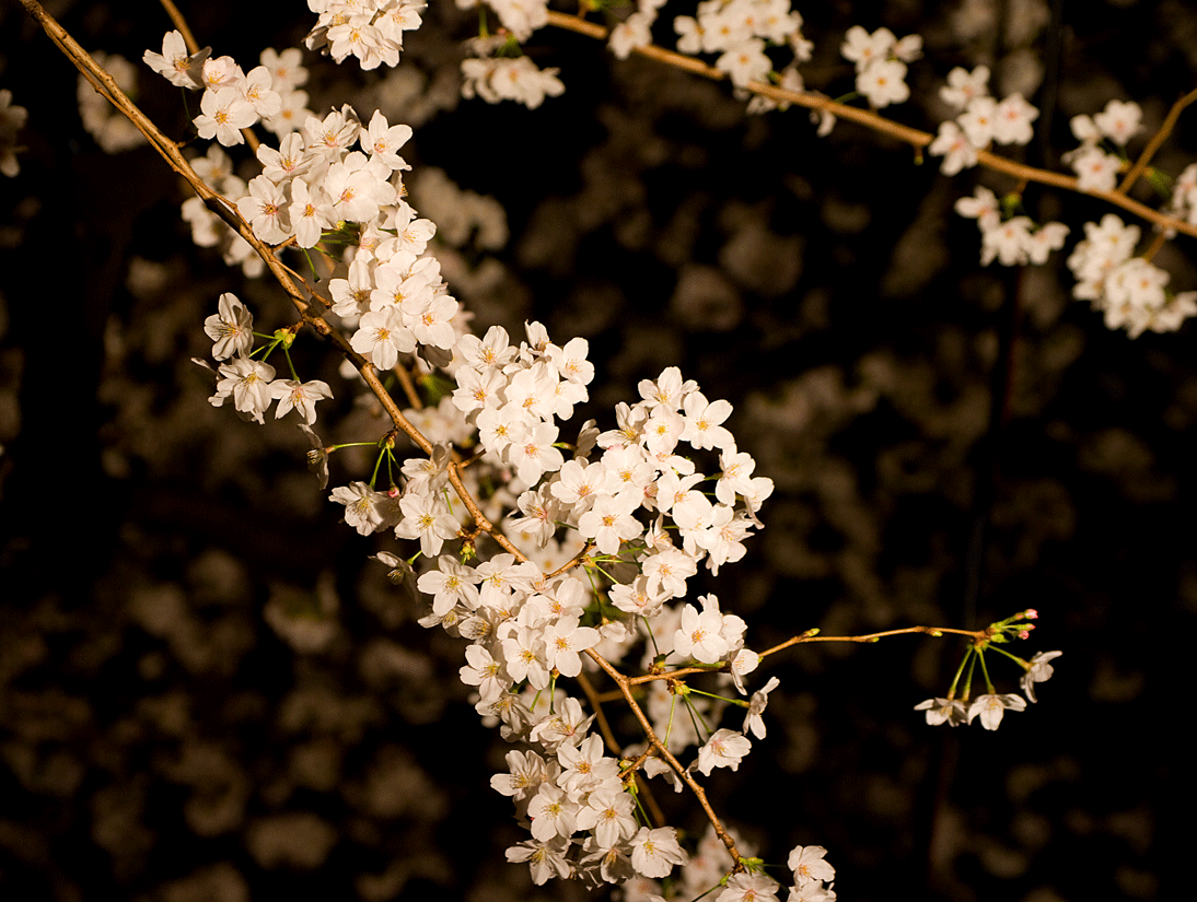 夜桜を愉しむ（桜坂・東京都港区）_c0223825_0223016.gif