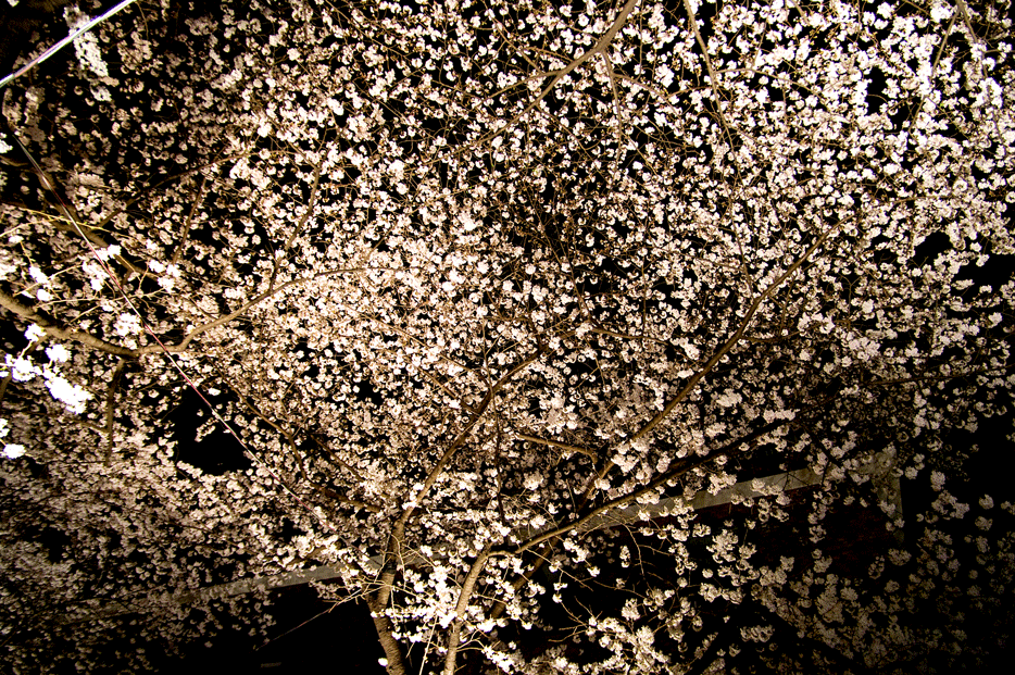 夜桜を愉しむ（桜坂・東京都港区）_c0223825_027378.gif