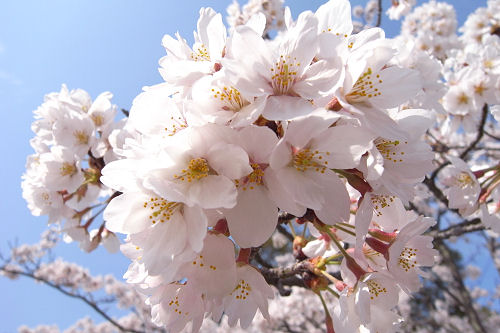 大山お花見サイクリング♪_f0007926_16144499.jpg