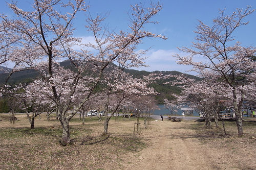 大山お花見サイクリング♪_f0007926_1662864.jpg