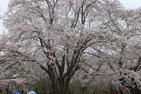 寒空の下のお花見_b0009228_21143524.jpg