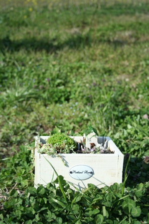 natural studio leaf garden です。_b0177130_1555513.jpg
