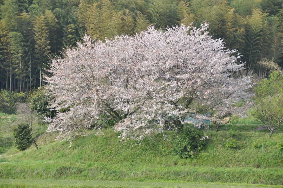 基本、コテコテが好きです_c0113630_22282913.jpg