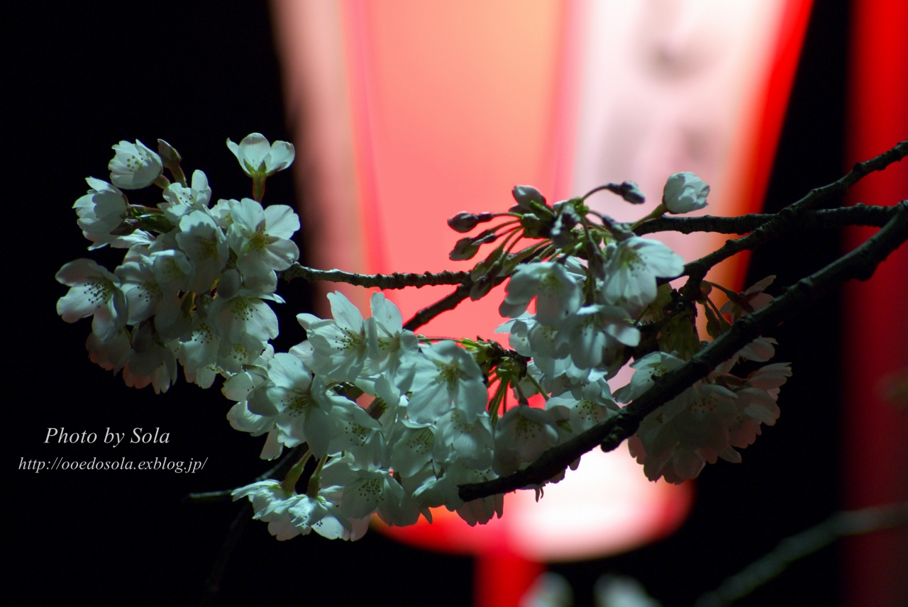 cherry blossoms at night_e0196030_191215.jpg