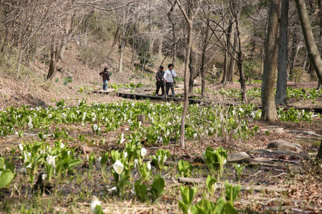 水芭蕉咲く小道を_f0017530_21541886.jpg