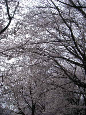 c0069036_2320277.jpg