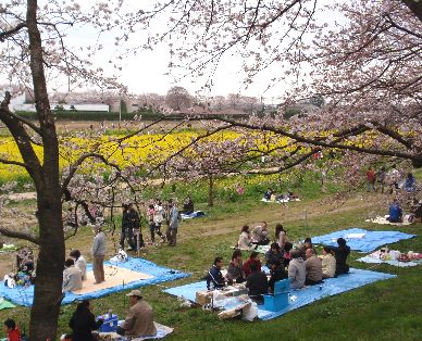 権現堂の桜と菜の花_d0093936_14543039.jpg