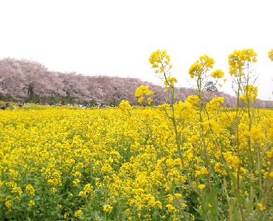 権現堂の桜と菜の花_d0093936_14562811.jpg