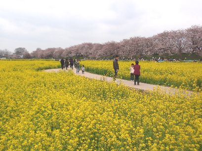 権現堂の桜と菜の花_d0093936_1458367.jpg