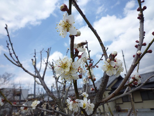 ４月４日（日）待ちにまった春！！！_c0092937_5293361.jpg