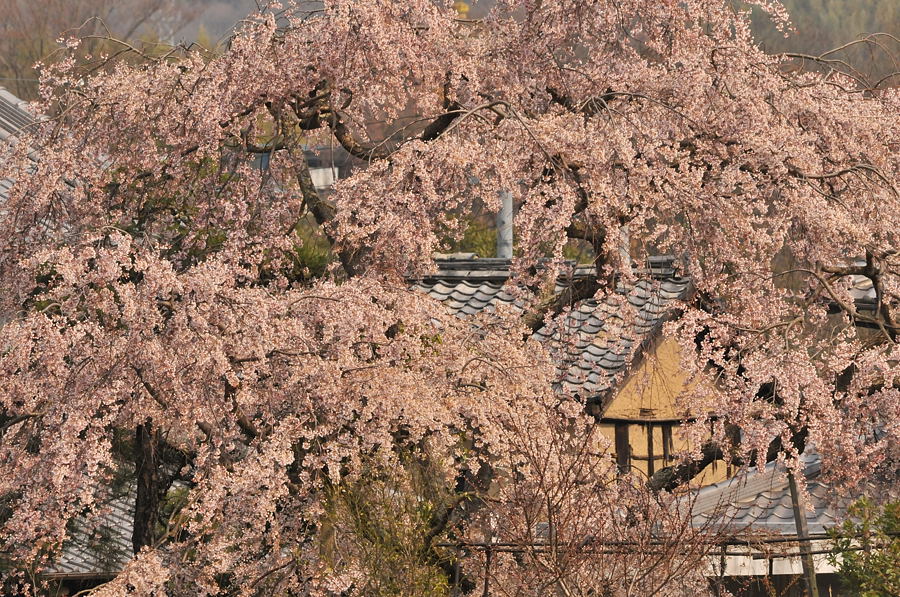 桜咲く♪_d0148541_19135347.jpg