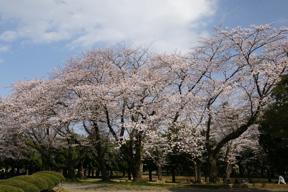 今年の桜～千葉市営霊園にて～_e0132243_20171867.jpg