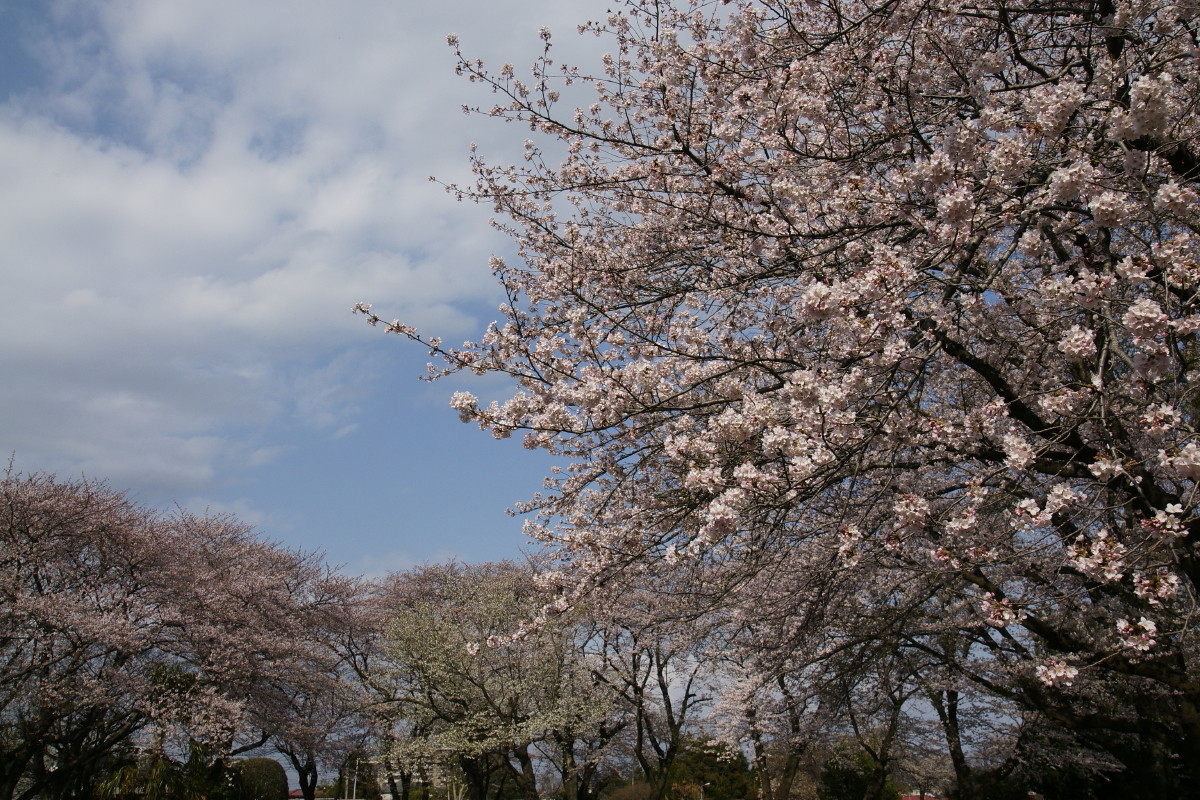 今年の桜～千葉市営霊園にて～_e0132243_20172640.jpg