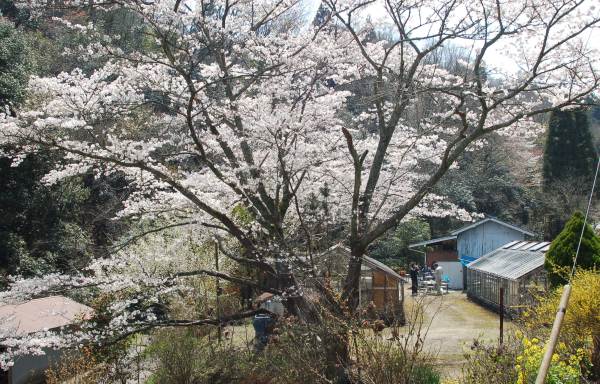 里山の話＜お花見と山菜採りと♪＞_f0002248_20242384.jpg